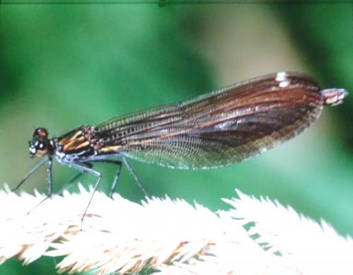 "Les insectes", une conférence passionnante de Jean Ponsignon, à Aignay le Duc