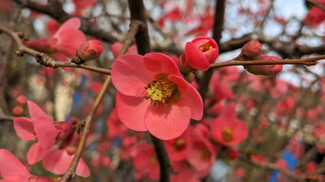 Les fleurs du moment et ++