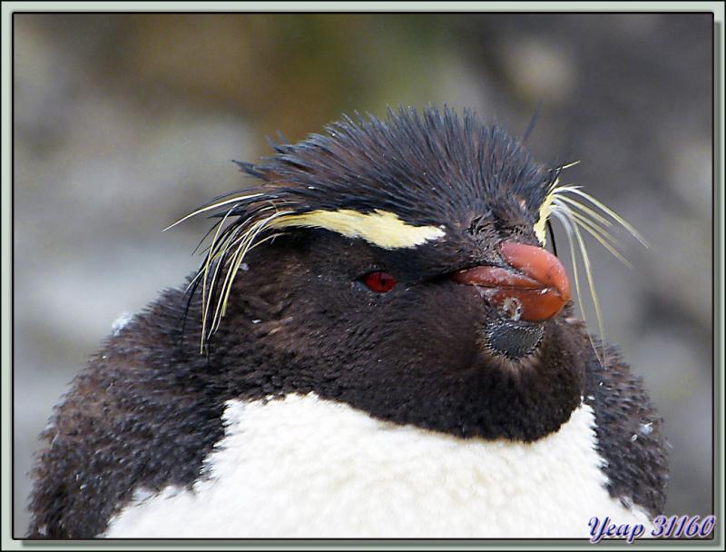 Gorfou sauteur (Eudyptes chrysocome) - New Island - Falkland Islands, Iles Malouines, Islas Malvinas