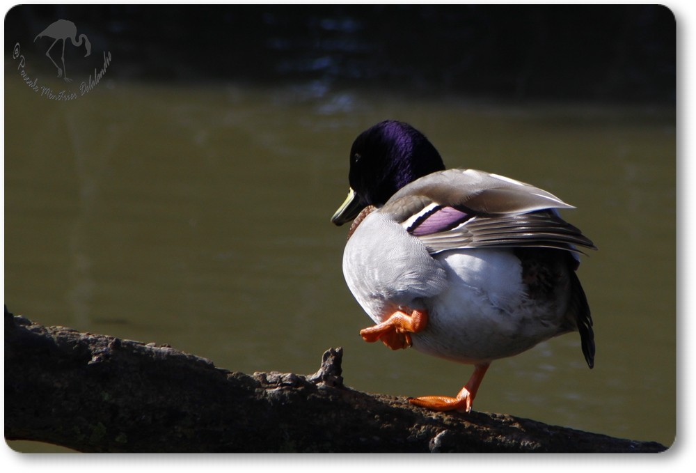 Canard colvert mâle...
