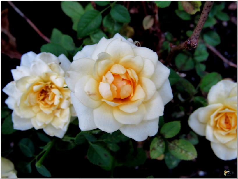2024  LES ROSES DU JARDIN 