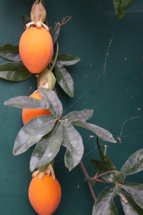 Un petit tour au jardin