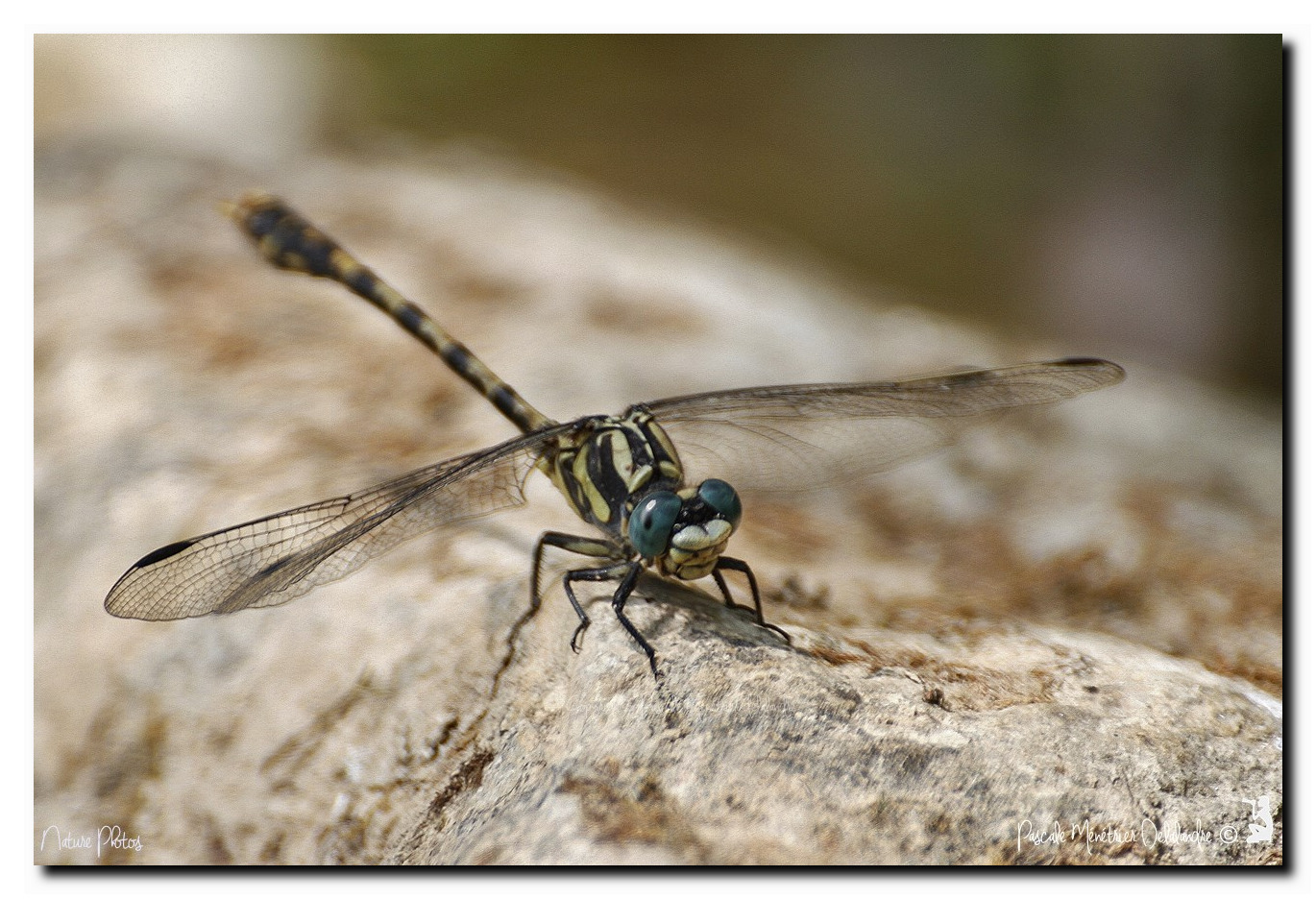 Onychogomphe à crochets ♂ - Onychogomphus uncatus
