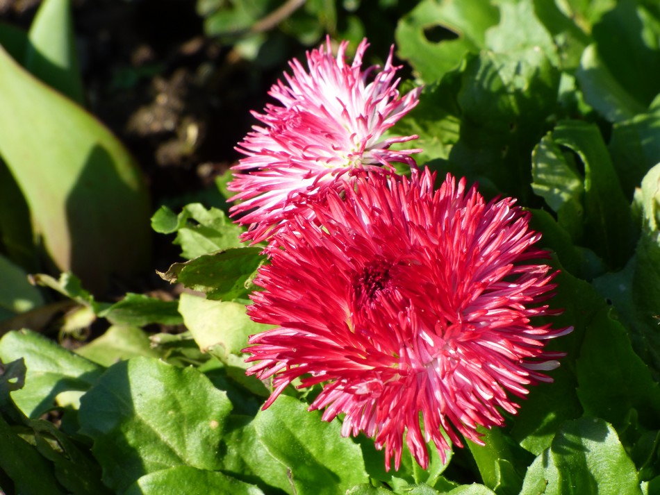 Les fleurs de février