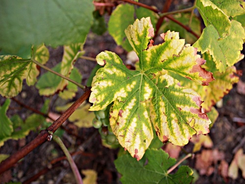 Le club-photo dans les vignes...