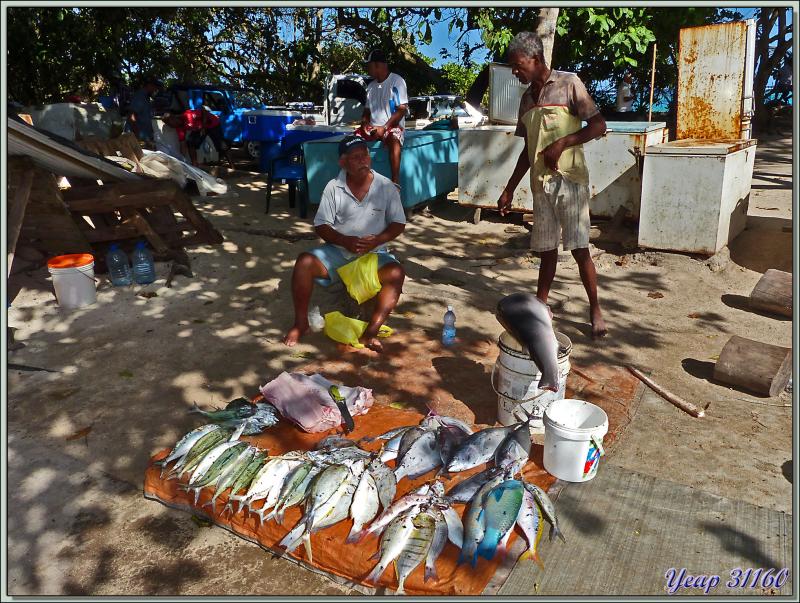 Qui veut de mon bon poisson : requin, perroquets, cordonniers, maquereaux! - Ande Royale - Mahé - Seychelles