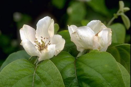 Arbre fruitier : Cognassier