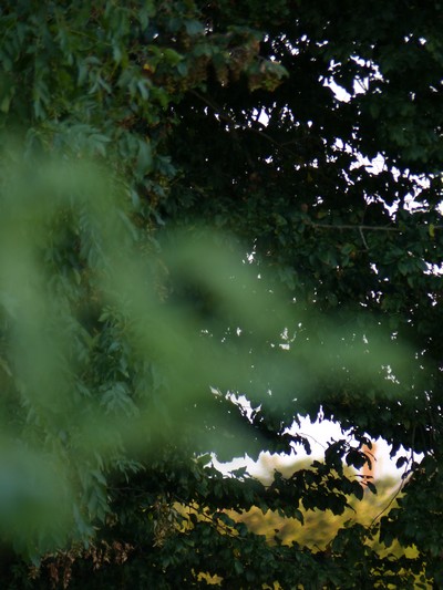 une vache dans un pré