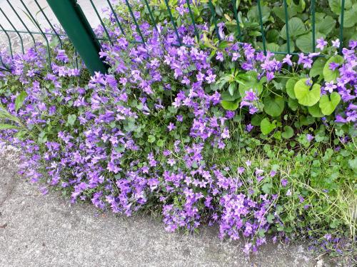 Fleurs centre ville Albi