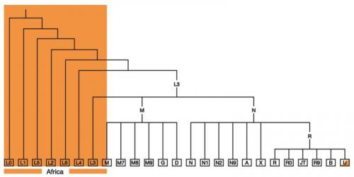 6 - L'émergence des Homo sapiens en Afrique