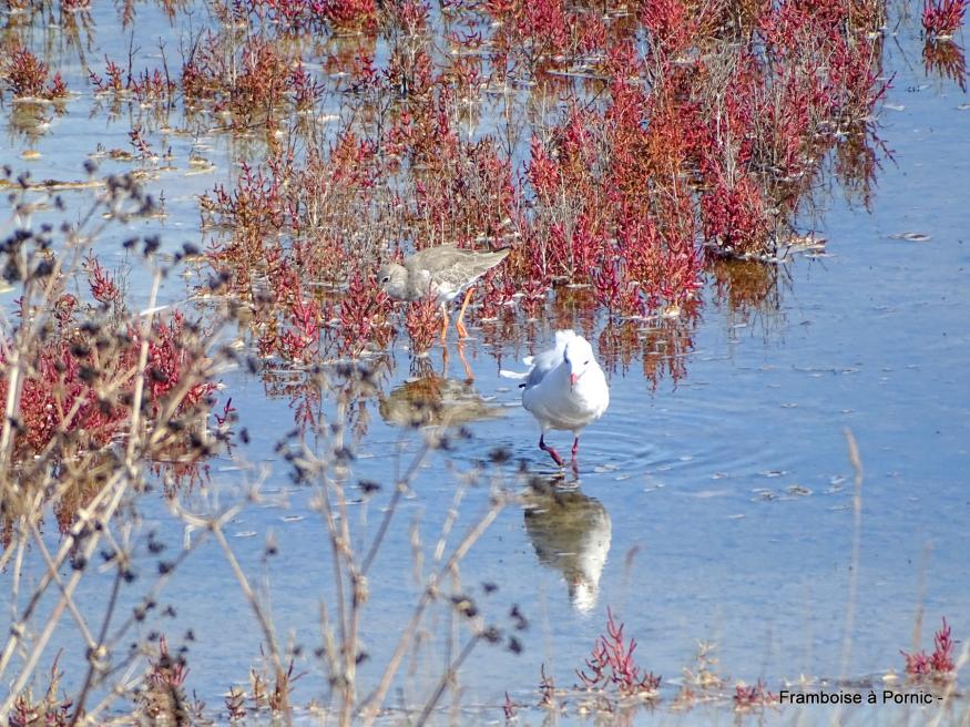 Oiseaux du Marais Mullembourg à Noirmoutier 2019
