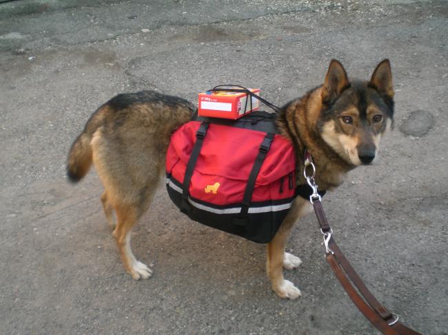 Le husky en ville
