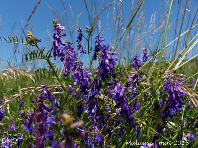 Vicia villosa subsp. varia  -  vesce bigarée