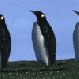 Gif animal pingouin 180181