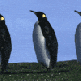 Gif animal pingouin 180181