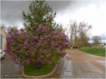 (J30) Calzadilla de los Hermanillos / San Nicolas del Real Camino 4 mai 2012 (2)