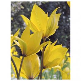 Eloge de la tulipe ...
