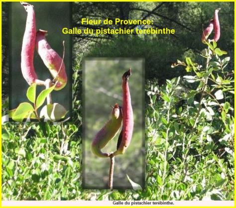Parler Fleurs ( Rares.)