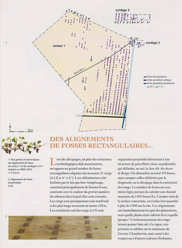 Sébastien Chevrier de L'INRAP, a présenté une conférence sur les origines de la vigne à Gevrey-Chambertin(Côte d'Or)