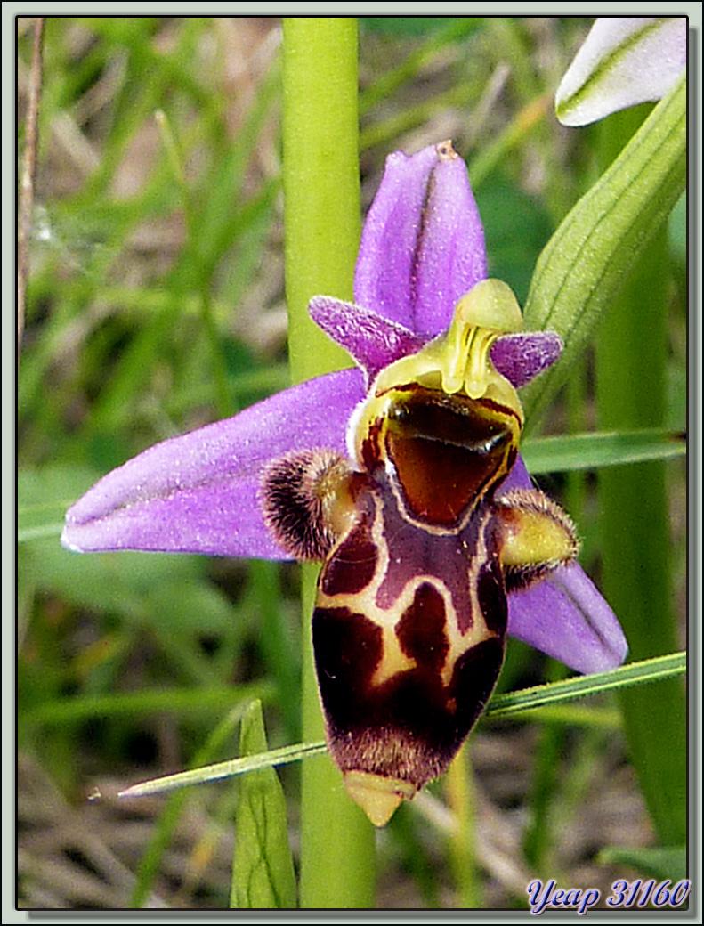 Pour terminer cette série sur Liéoux / Latoue (31) la plus belle: l'Ophrys Bécasse (Ophrys scolopax)  (Flore)