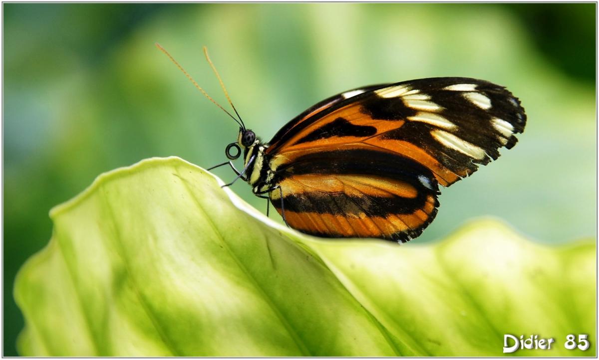 Oeil du Tigre (2) - Heliconius ismenius