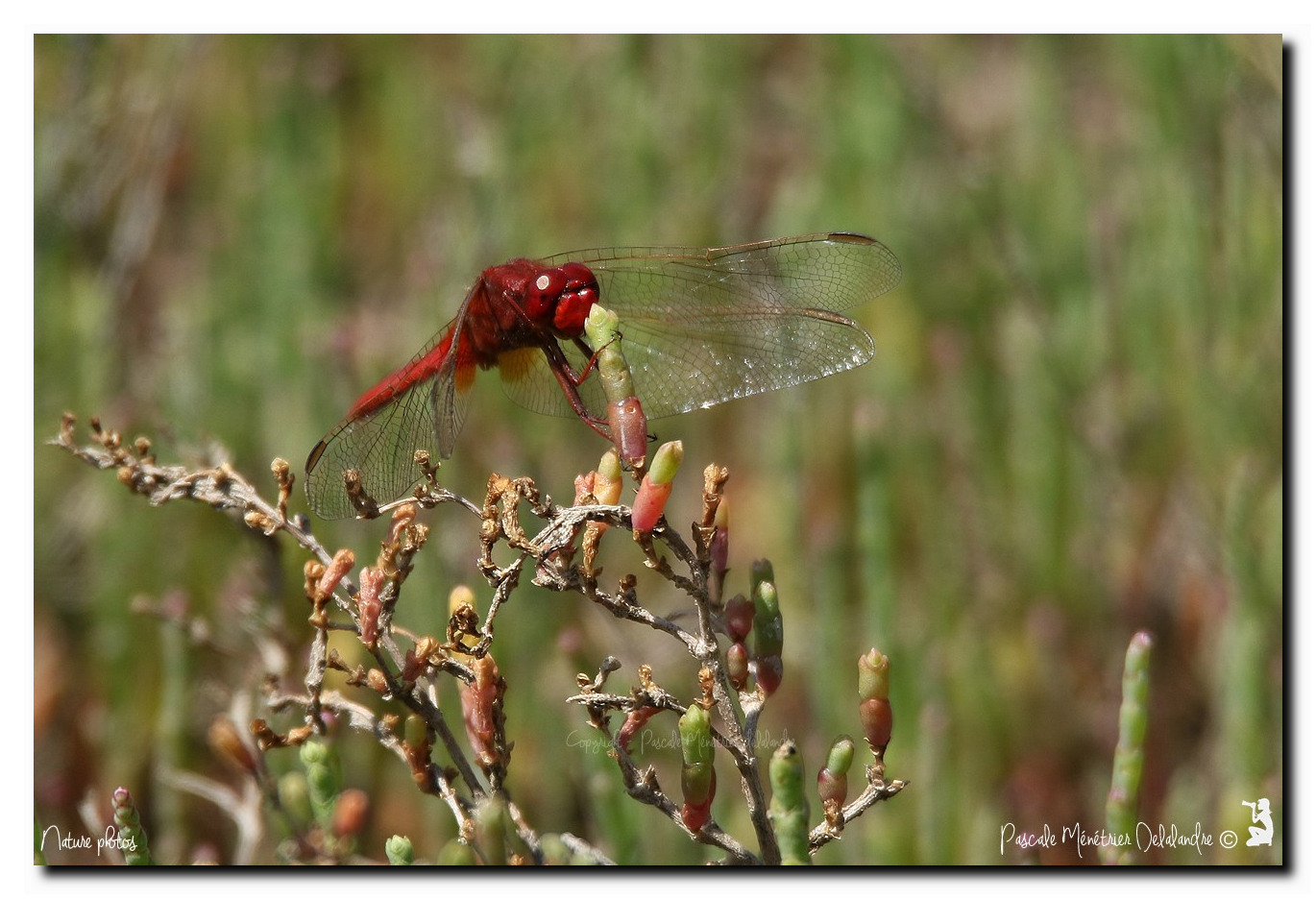 Crocothémis écarlate ♂