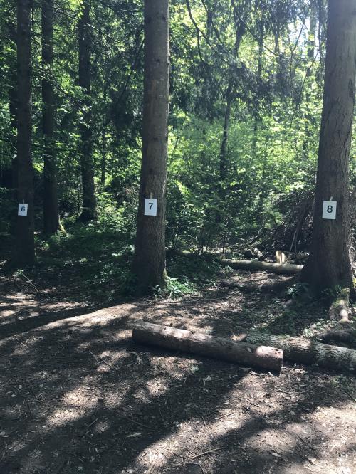 Sorties en forêt du 28 mai et du 11 juin