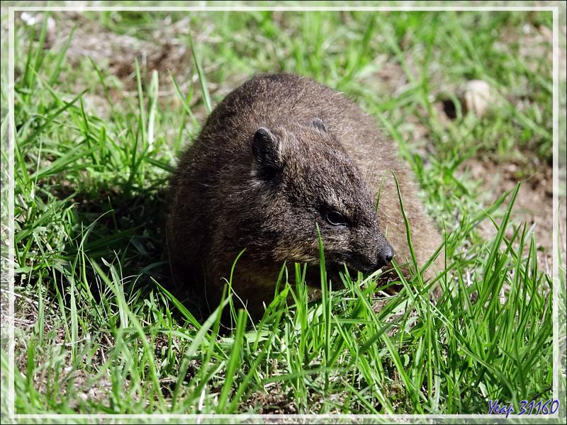 Daman des rochers, Daman du Cap, Rock rabbit, Cape hyrax, Dassie (Procavia capensis) - Camps Bay - Cape Town - Afrique du Sud
