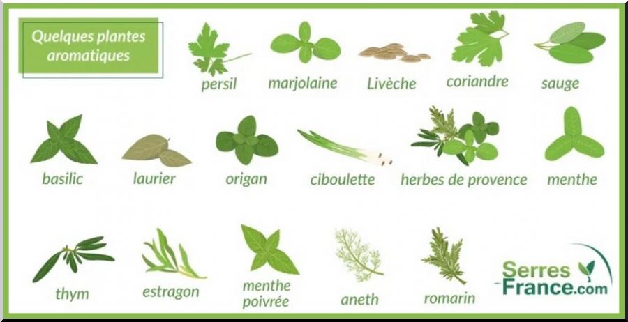 Plantes aromatiques 2ème partie