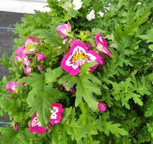 Fleurs cultivées : Schizanthus