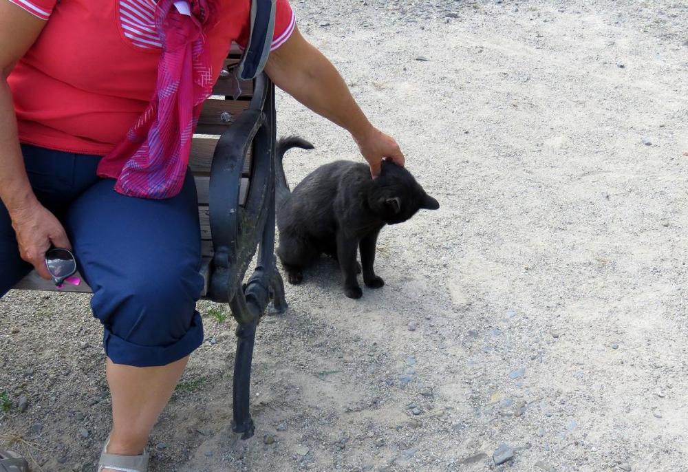 un minou noir au Roc St André