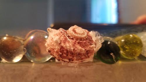 La ronde des crêtes