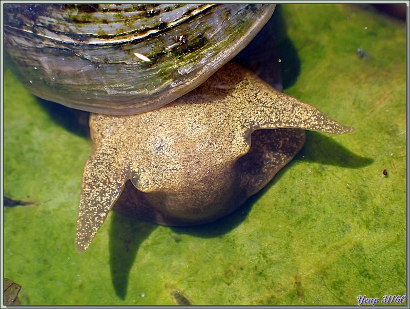 Limnée des étangs, Limnée stagnale, Grande lymnée des étangs, Swamp lymnaea, Great pond snail (Lymnaea stagnalis) - Lartigau - Milhas - 31