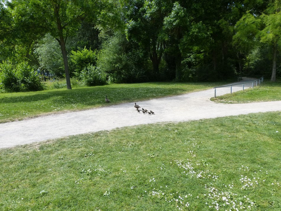 Des cygnes, des cannes et des cannetons