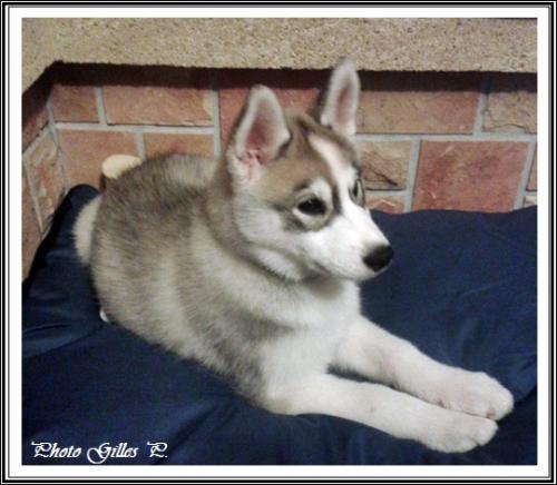 Iska (2,5 mois)