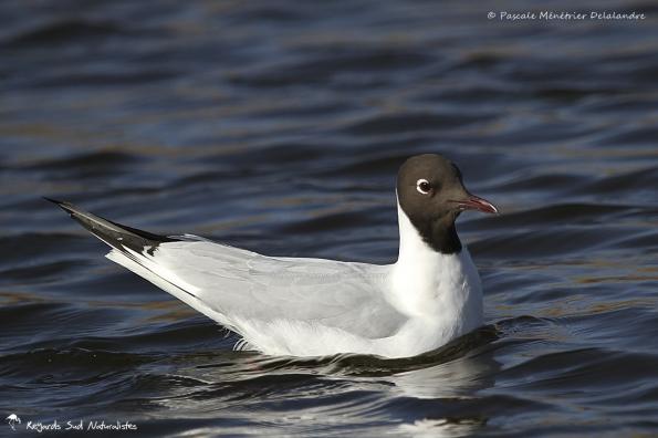Mouette rieuse