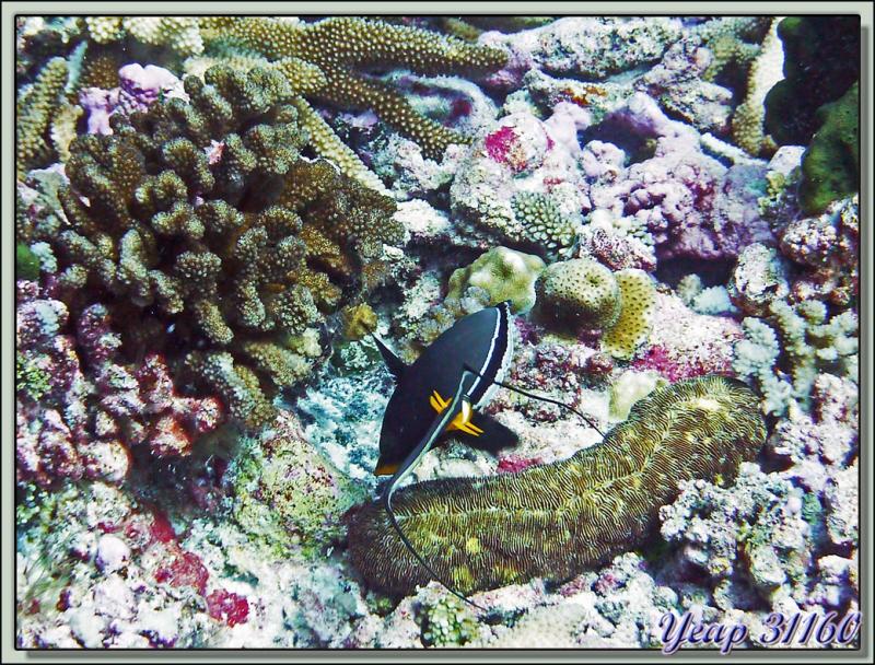 Nason à éperons orange (Naso lituratus) - Passe d'Avatoru - Atoll de Rangiroa - Tuamotu - Polynésie française