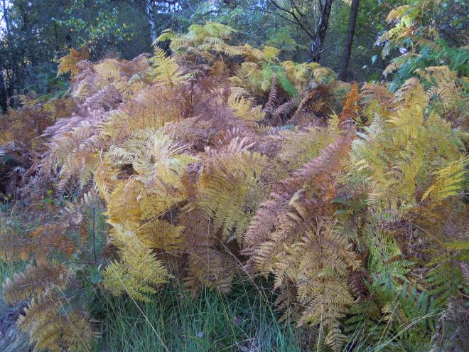 au coeur de la fôret de Brocéliande en Bretagne, octobre 2016 (2)
