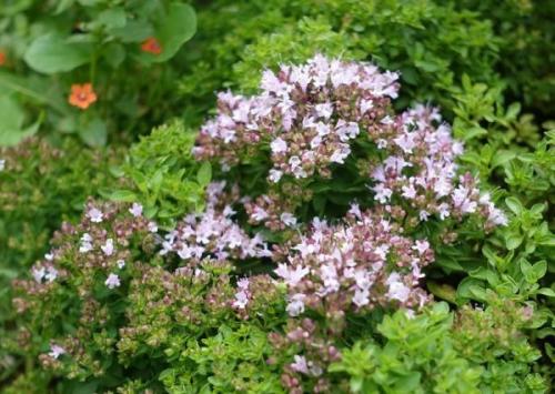 Fleurs cultivées : Marjolaine