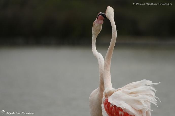 Flamants roses