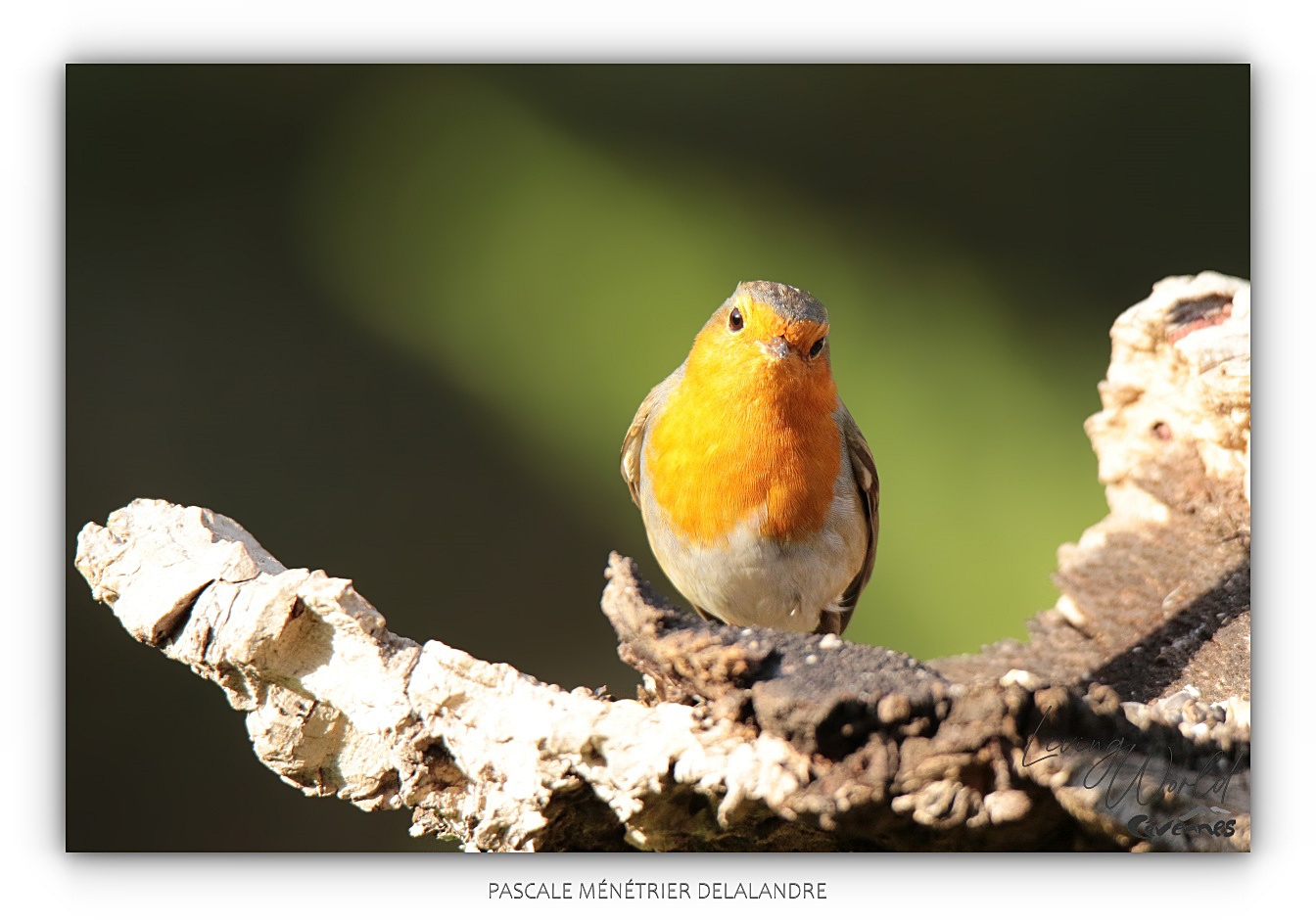 Robin en visite
