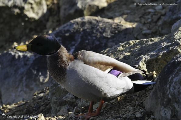 Canard colvert ♂