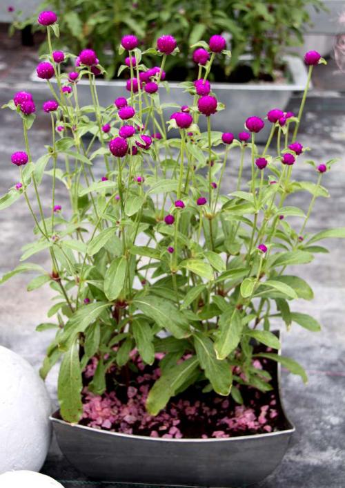 Fleurs cultivées : Gomphrena