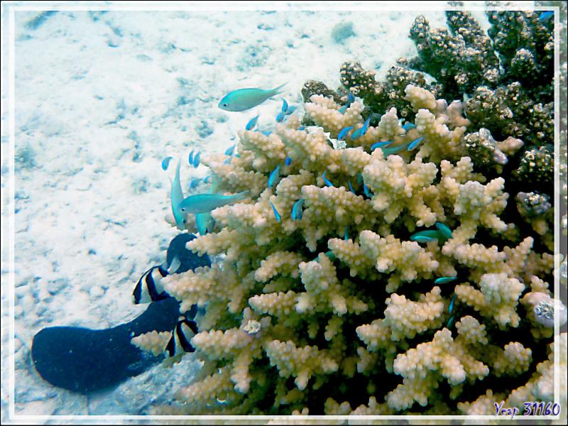 Chromis bleu-vert ou Demoiselle verte ou Castagnole bleu-vert, Bluegreen chromis or puller (Chromis viridis) - Lagon bleu, Atoll de Fakarava, Tuamotu, Polynésie