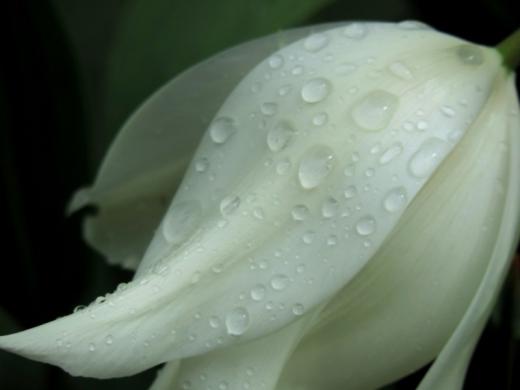 Portraits de tulipes