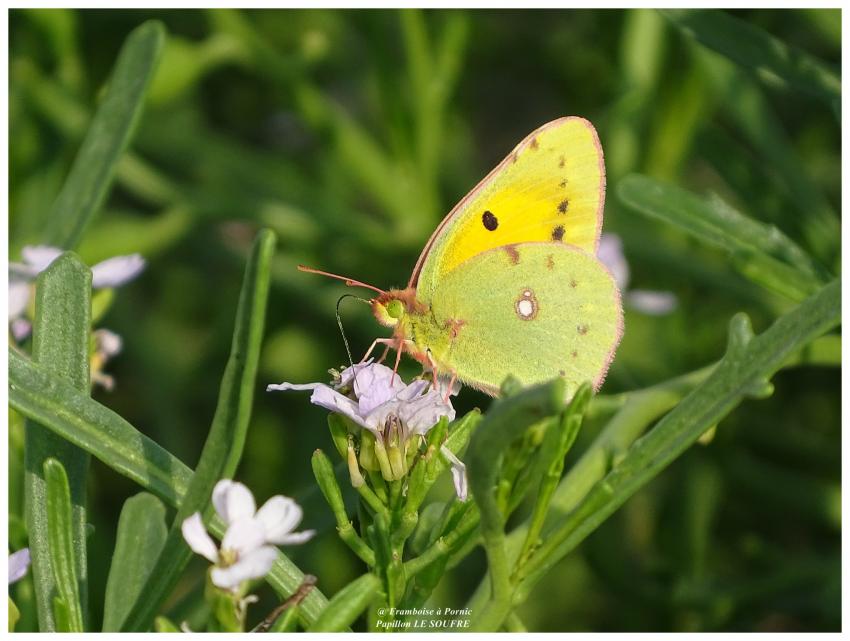 Papillon le Soufré - 2017