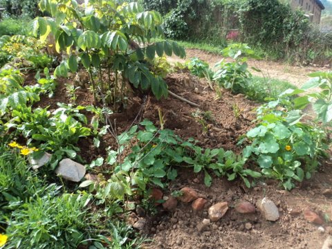 plantations permacultures :octobre nos potagers!