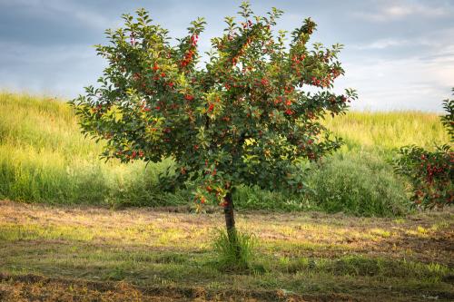 Arbre fruitier : Cerisier