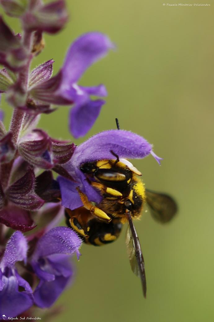 Anthidium ♀ (Megachilidae)