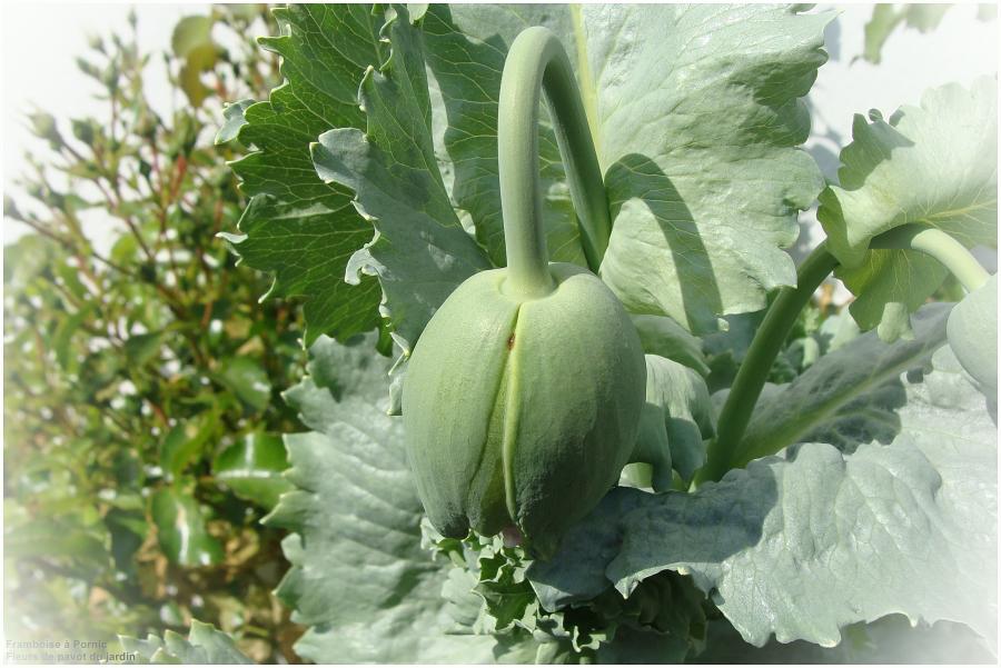 Pavots du jardin 